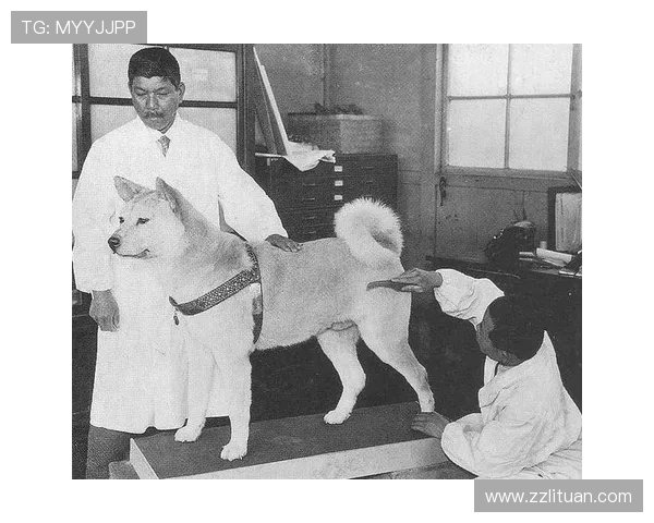 八公犬物语:一段跨越时空的忠诚与爱,永不落幕的等待 八公犬物语:一段跨越时空的忠诚与爱,永不落幕的等待